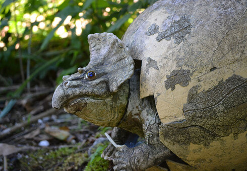 Nachwuchs vom Triceratops  